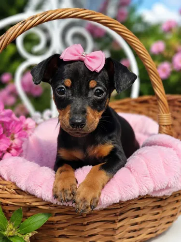 Filhote de Pinscher fêmea n1 super PROMOÇÃO