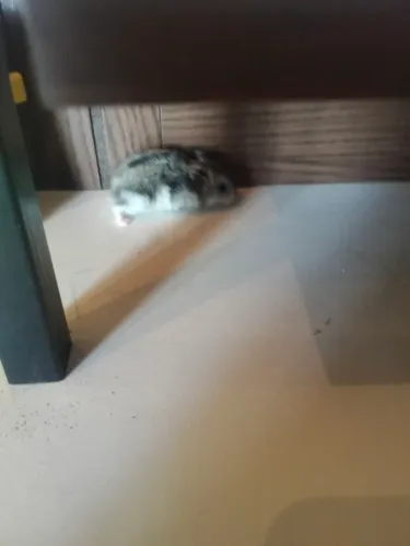 Hamster 