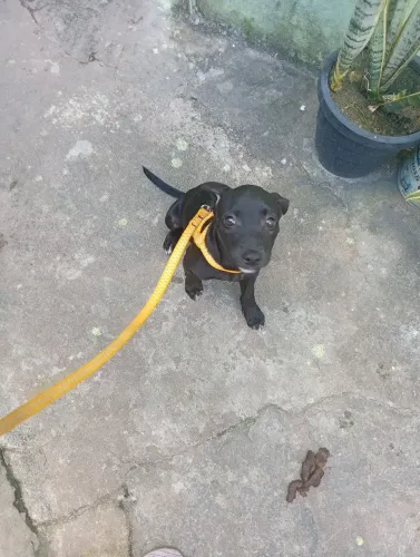 Estou doando uma cachorrinha preta tem 3 mês porte pequeno.