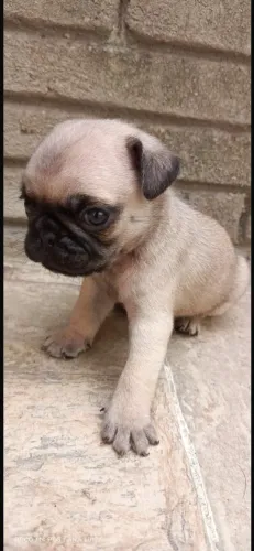 Pugs filhotes