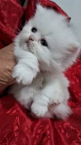 Gato Persa lindos filhotinhos com padrão diferenciado alto