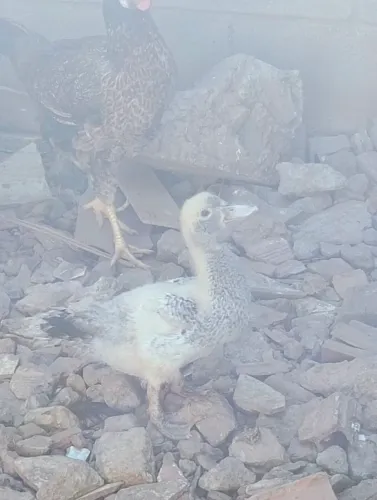 Vendo galinha caipira e ovo o pintinho