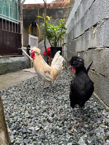 Vendo casal de Poloneses