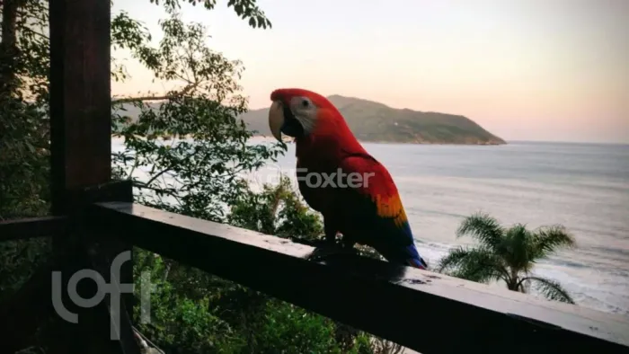 Casa à venda Rua Inério Joaquim da Silva, Pântano do Sul - Florianópolis