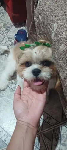 Shih Tzu a venda