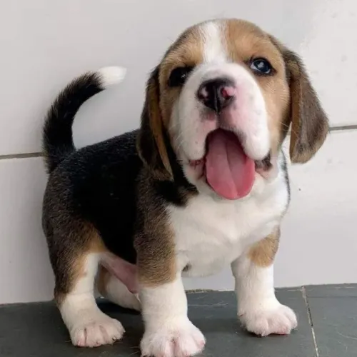 Beagle