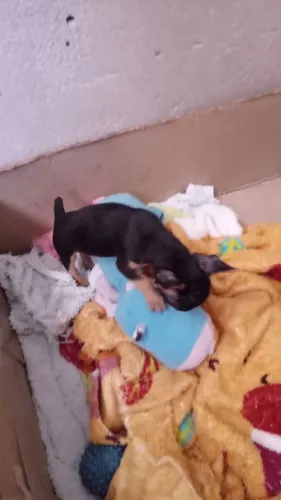 Vendo uma pinscher Fêmea quase 2 meses