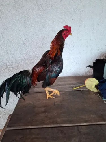 Galo índio porte médio mais ou menos 3 kilos muito manso ideal para reprodução 