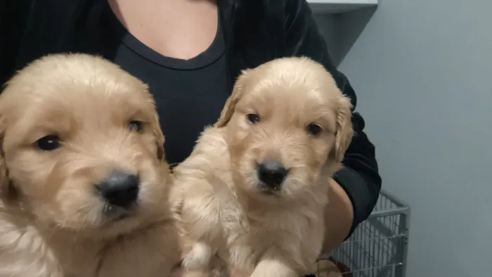 Golden Retriever filhotes disponíveis hoje