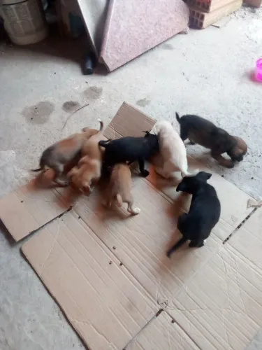 Cachorro não e de raça 