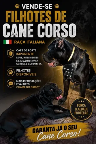 Venda de cane corso