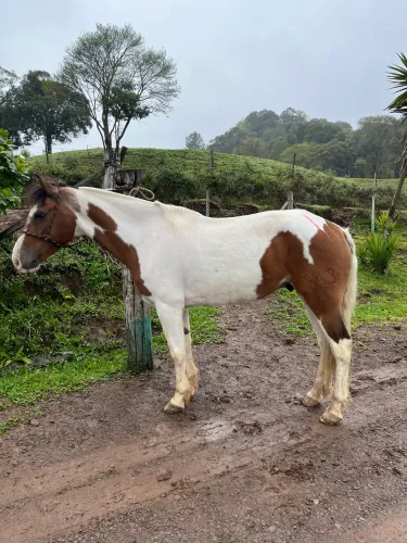 Cavalo tubiano