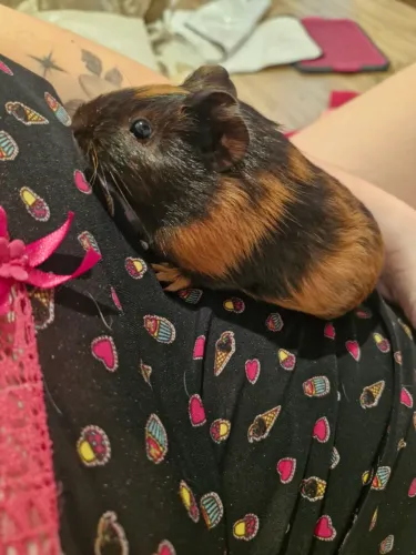 Porquinho macho