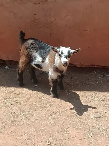 Mini Cabrito machinhos