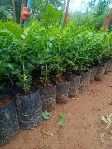 Lindas mudas de Murtas pra cerca viva 