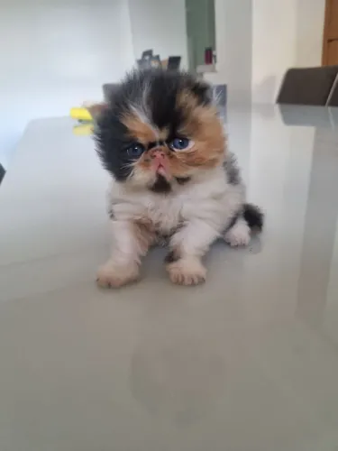 Filhote de gato persa raro