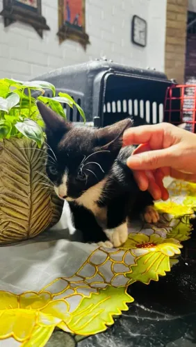 Gatinhos machos para adoção