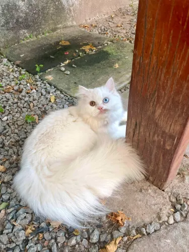 Gata persa procura macho para cruzar