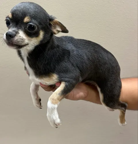 Filhote de chihuahua disponível
