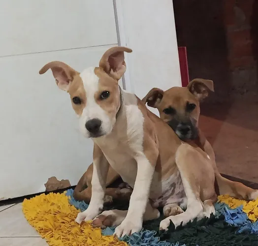 Doação cachorrinhos