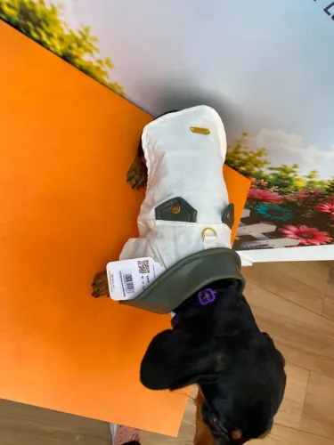 Cachorro