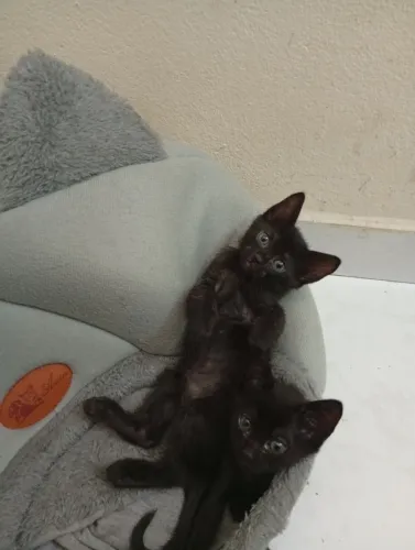 Gatos filhotes