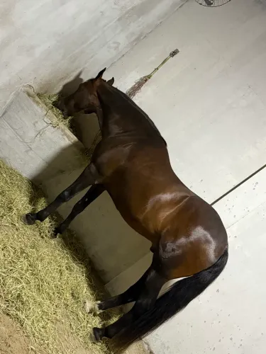 Cavalo Garanhão MM 