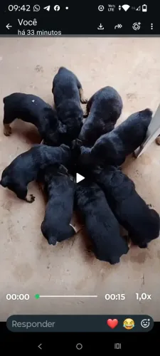 vendo filhotes de Rottweiler com 30 dias, já vermifugados