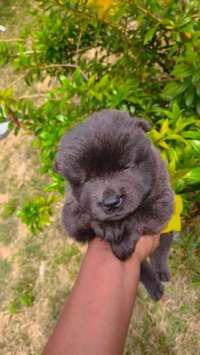 Cachorro
