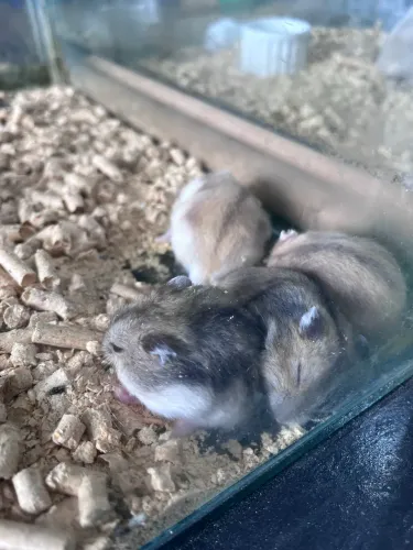Hamster anão russo filhote 