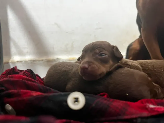 Pinscher número um