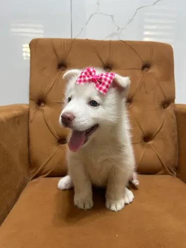 Filhotes de Husky Siberiano