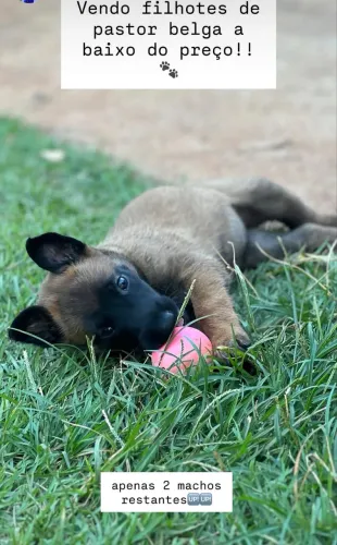 Pastor Malinois 