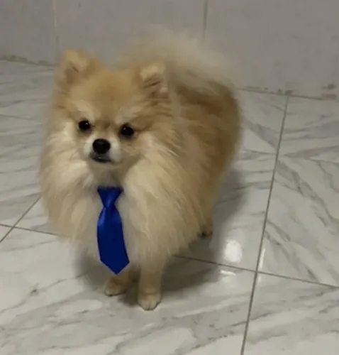 Cruza cobertura Lulu Spitz anão para cruza 