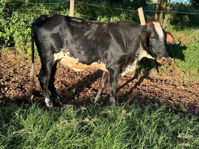 Venda de Vacas, Novilhas e Bezerras Leiteiras...