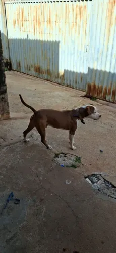 Cachorro