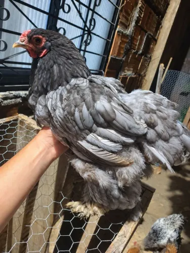 Galinha brahma linda