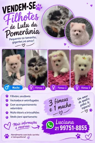 LULU DA POMERANIA 