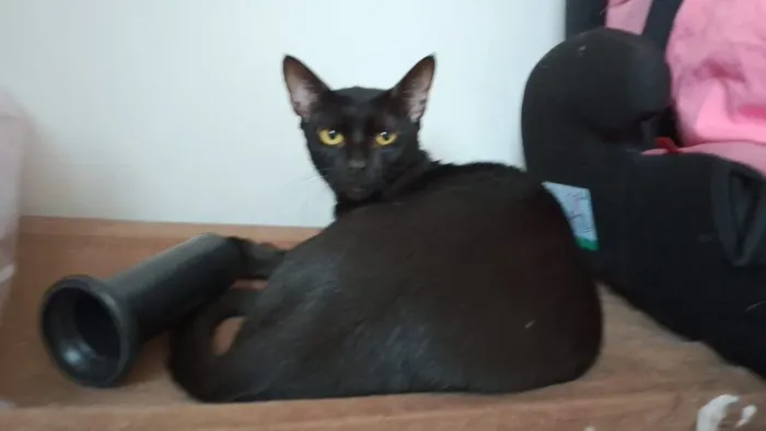 Gata Fêmea cor Preta
