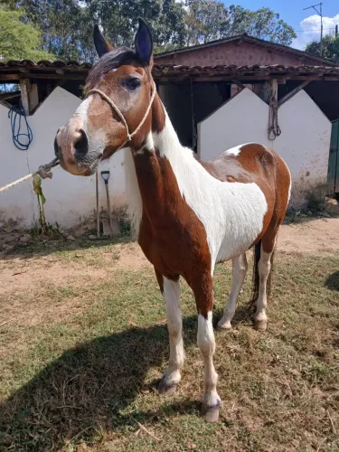 Cavalo Pampo Mangalarga