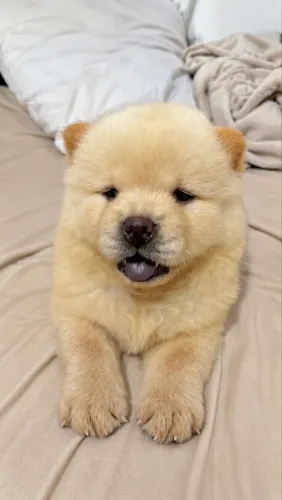 Chowchow Americano 