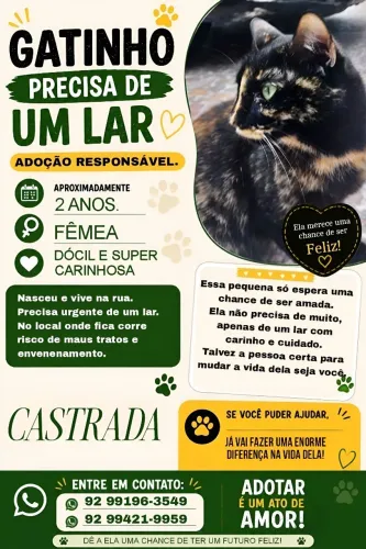 Adoção de gato