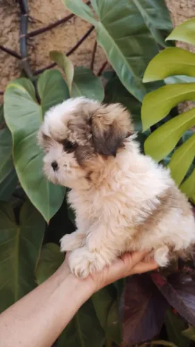 Vendo Shitzu macho 