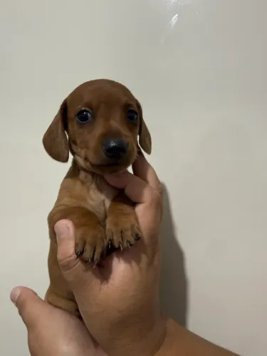 Filhote de Basset Dachshund fêmea 