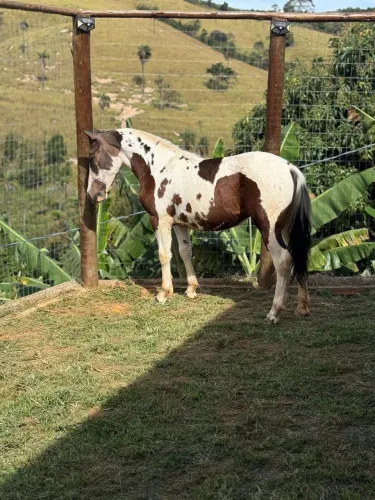 Potra piquira diferenciada !!!
