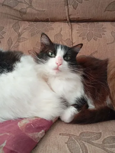 Gata para adoção (leia a descrição)
