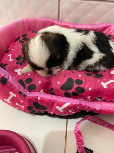 Filhotes de shih tzu - padrão europeu 