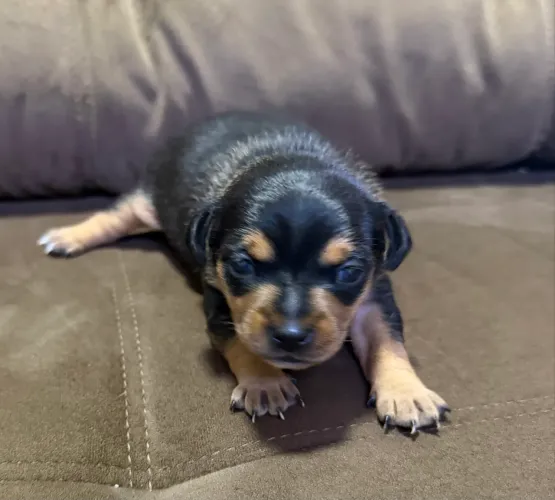 Lindo filhote de Pinscher Macho