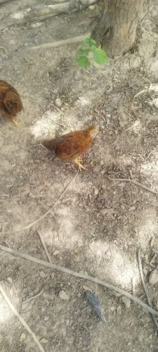 Galinha Embrapa 51 com 2 meses