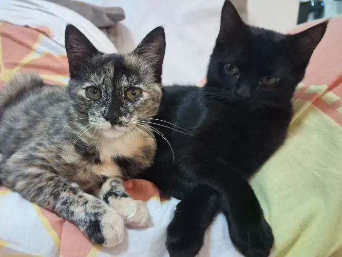 Gatos filhotes castrados para adoção